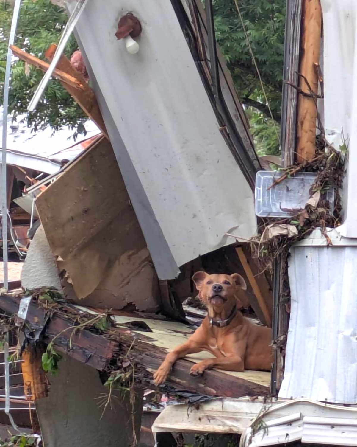Superman the Dog Rescued from Texas Flood