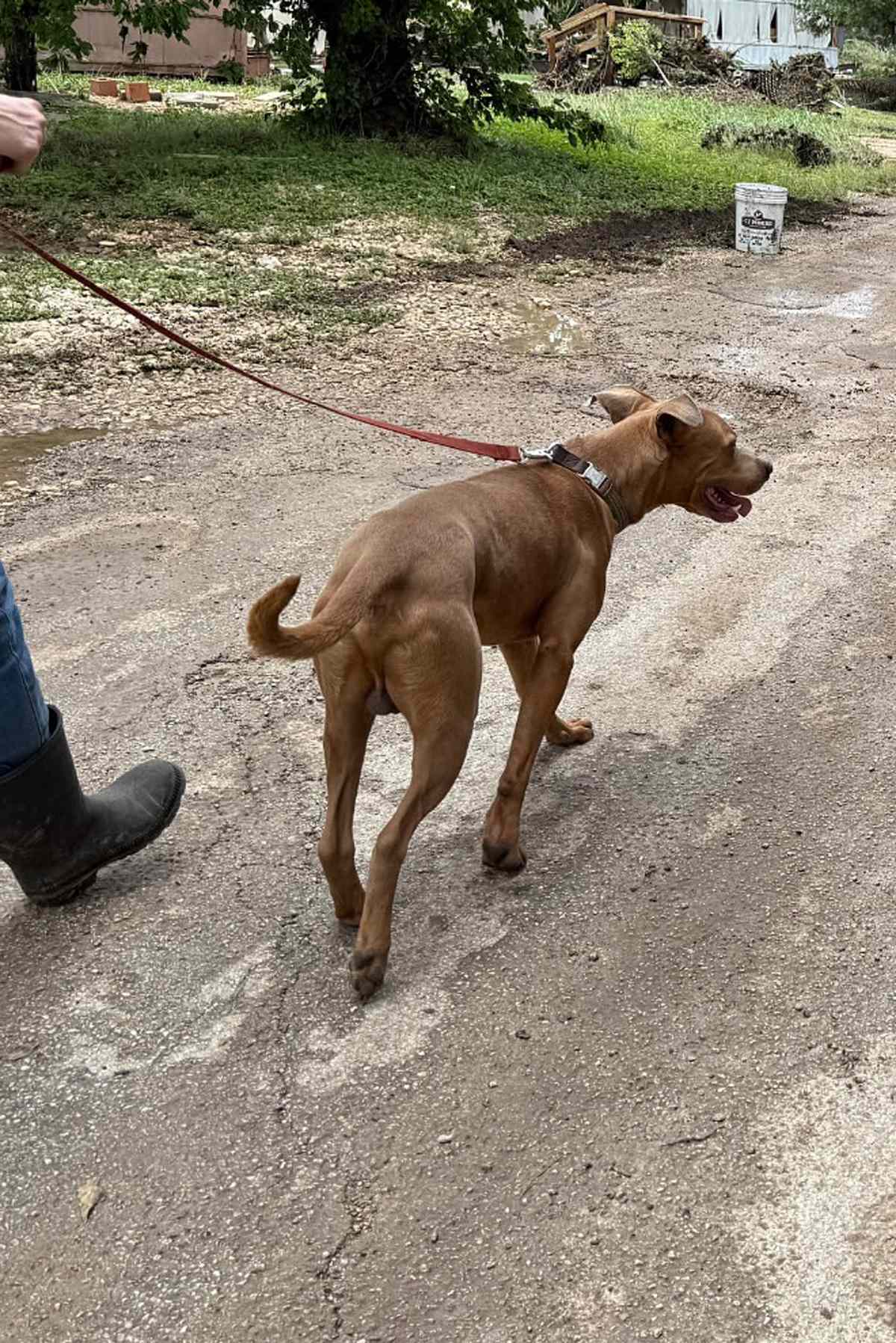 Superman the Dog Rescued from Texas Flood